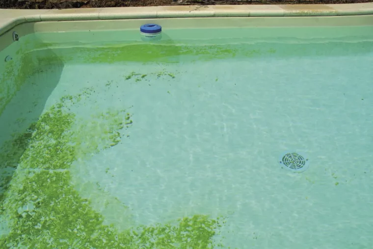 algues au fond d une piscine comment les enlever