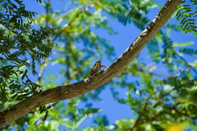 arbre branches feuilles vertes ombre soleil ciel bleu insecte gros cigale