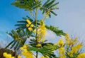 Peut-on tailler un mimosa en juillet : conseils et précautions