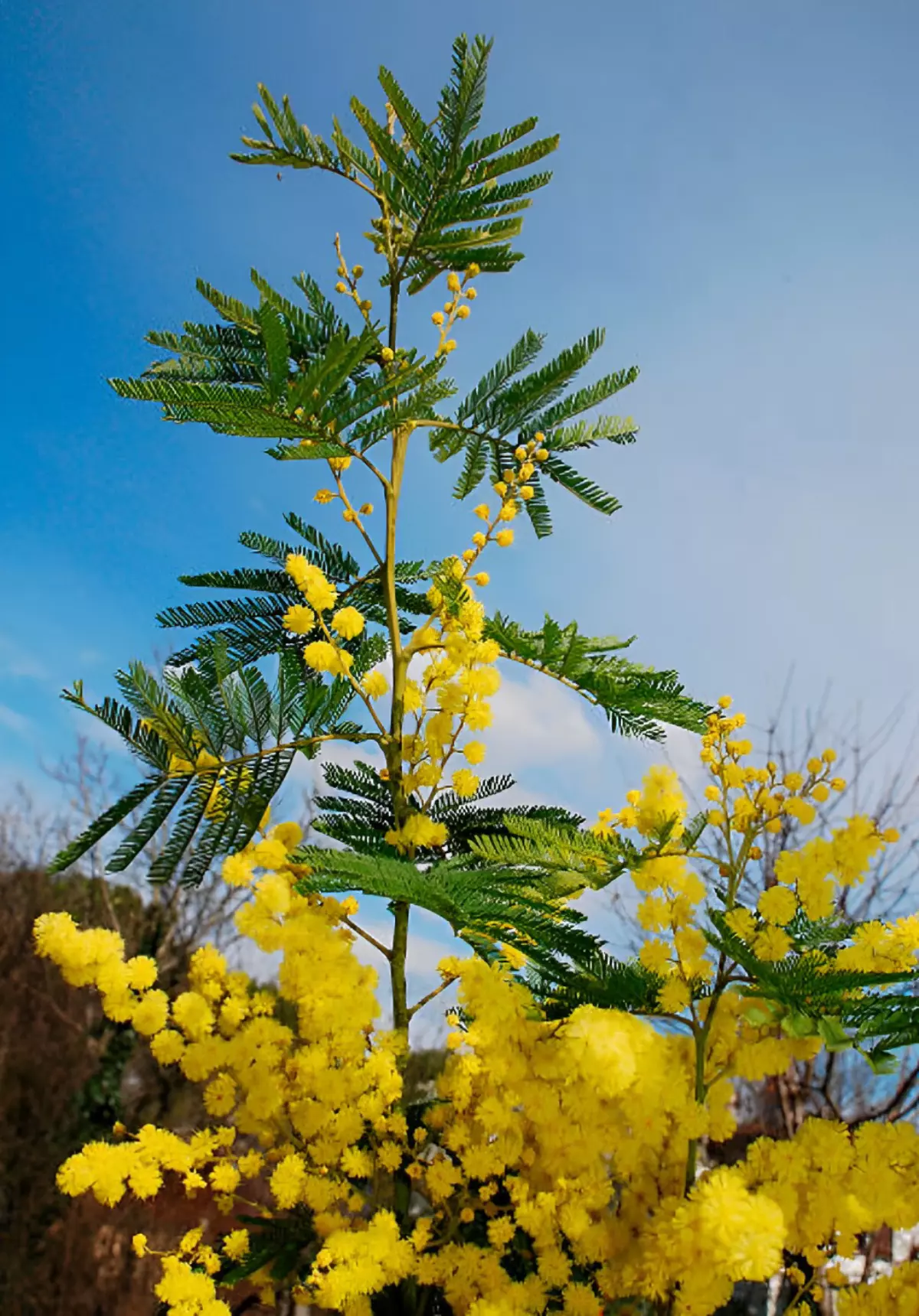 arbre mimosa floraison jaune sur fond de ciel bleu