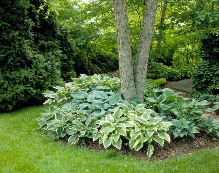 arbre ombre hosta herbe verte paillis amenagement paysager brise vue vegetal