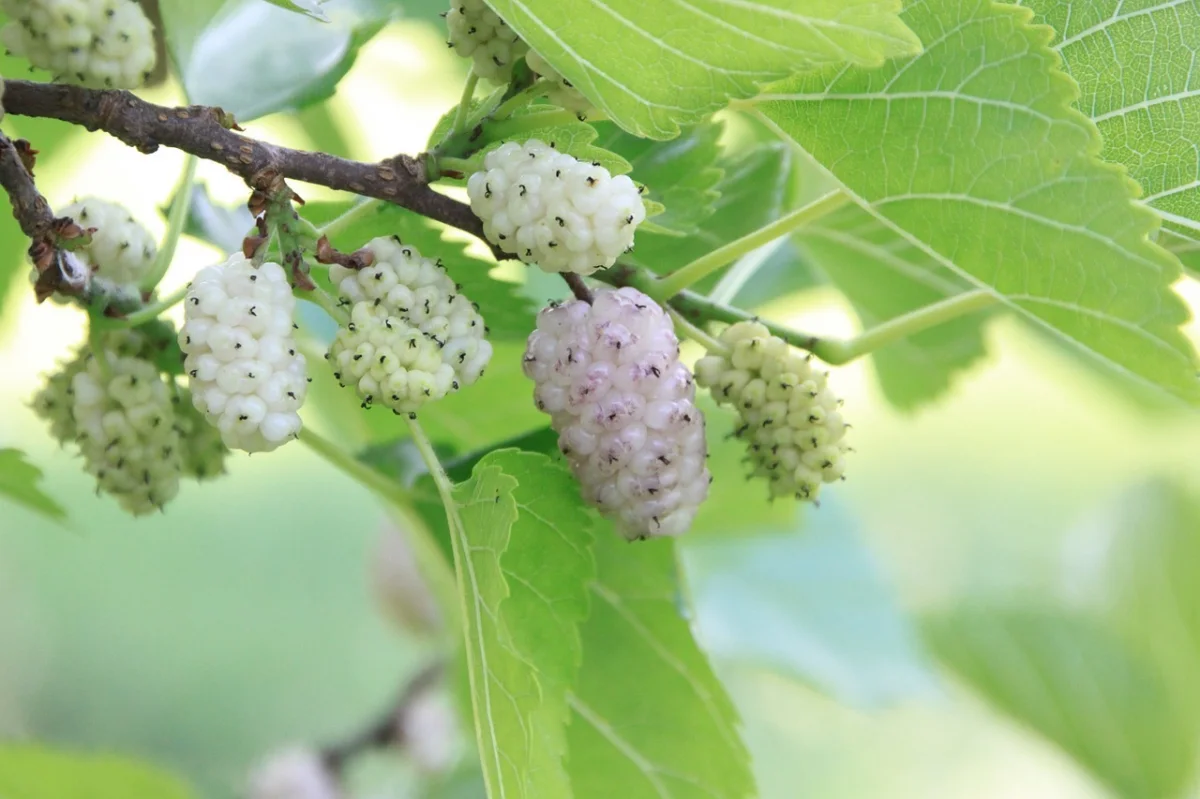 arbres fruitiers a ne pas planter autour piscine murier fruits blancs feuillage