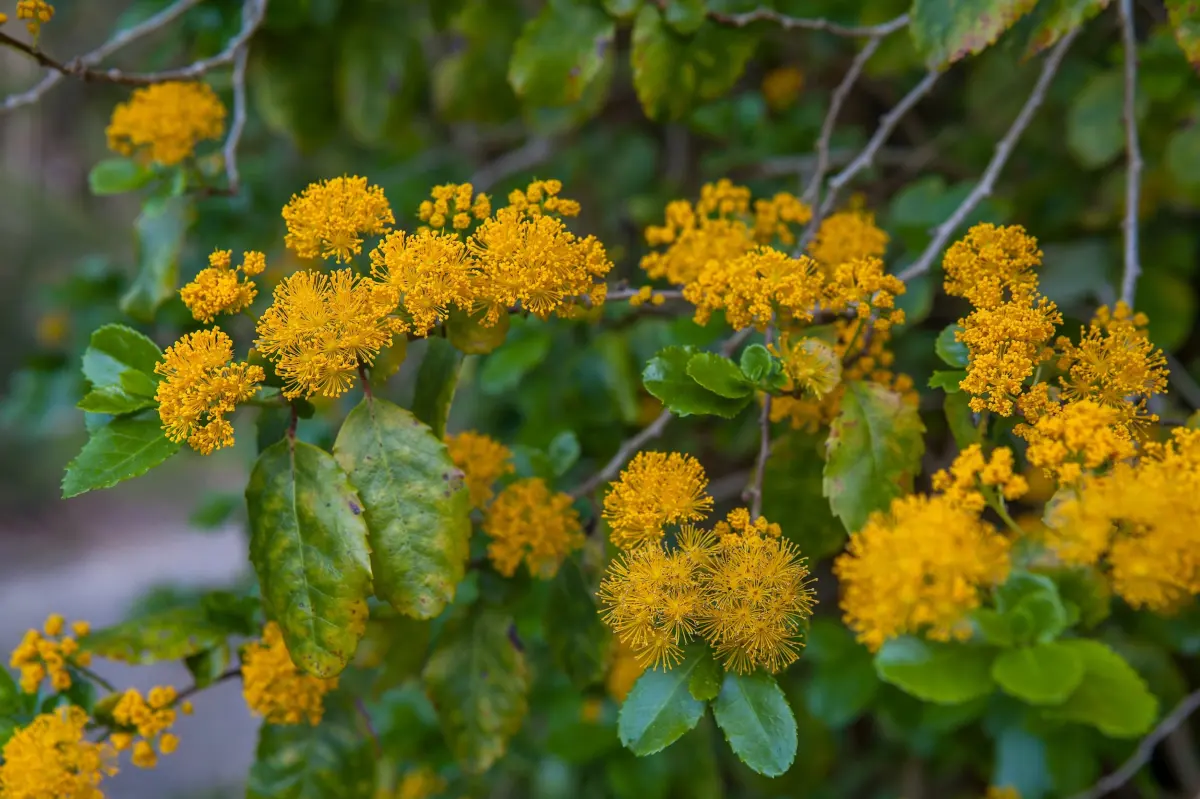 arbuste floraison fleurs jaunes feuilles brillantes tiges branches que planter a l ombre d un mur