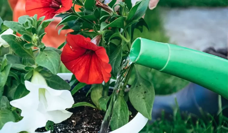 arrosage a la base de la plante fleurie en pot