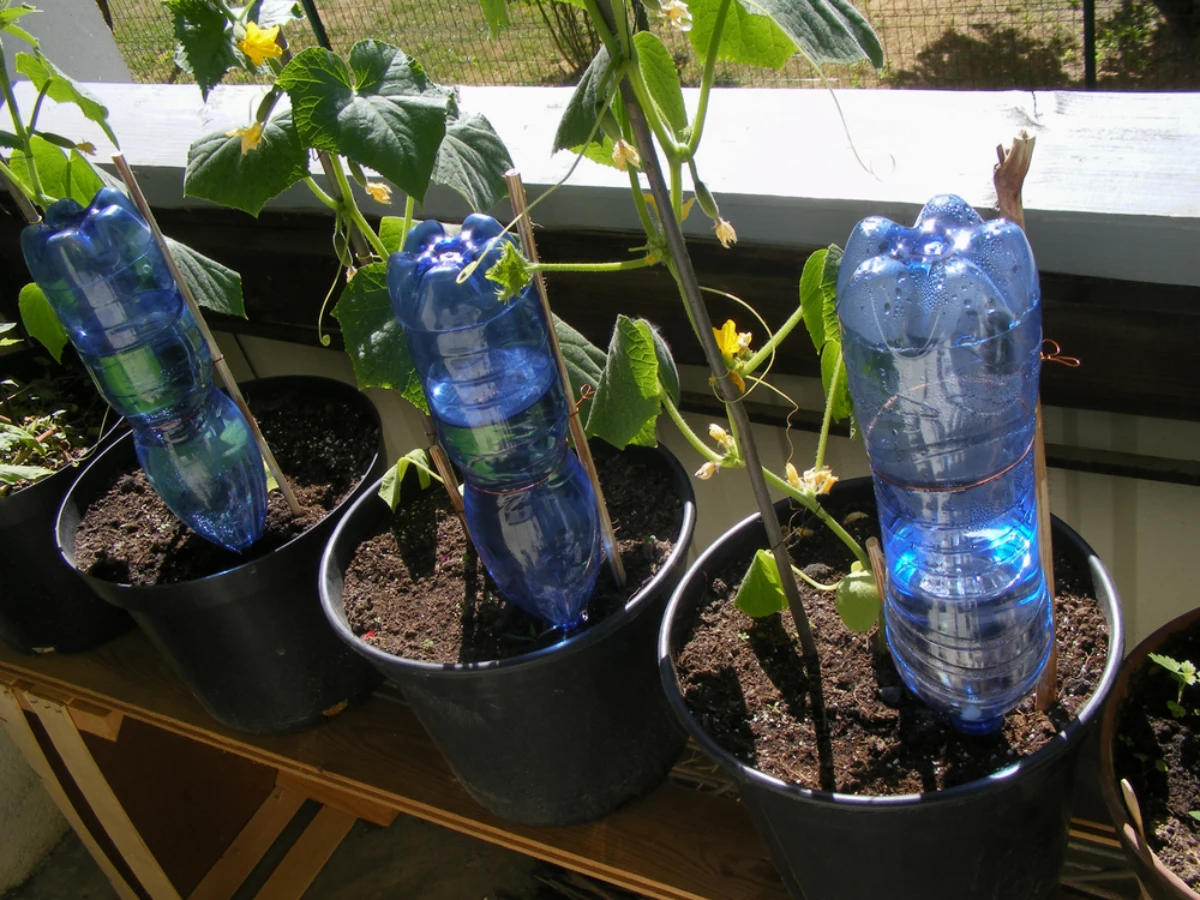 arrosage bouteille en plastic pour plantes en pot
