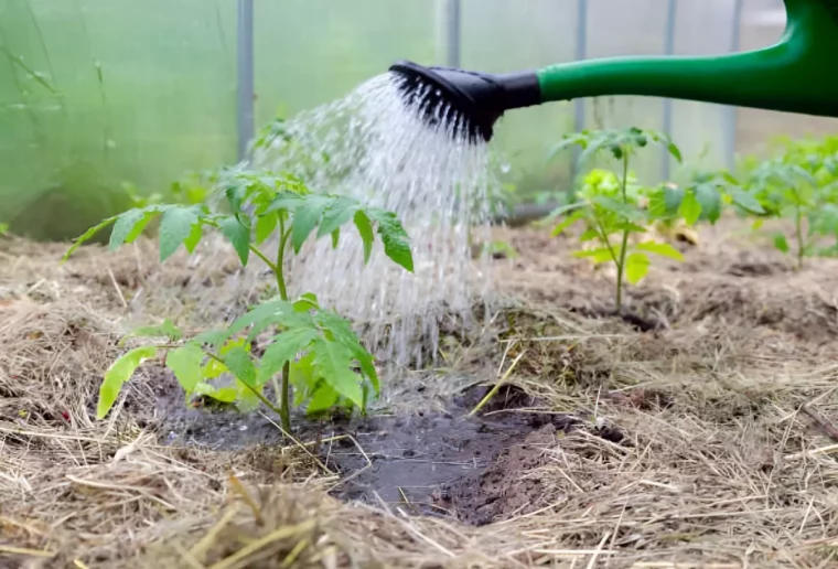 arrosage d un jeune plant de tomates avec un arrosoir sur un sol recouvert de paille