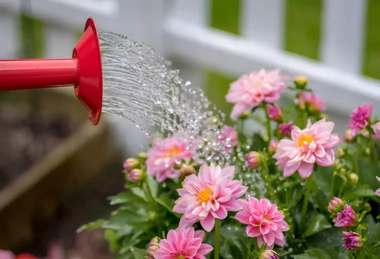 arrosage de fleurs roses avec un arrosoir rouge