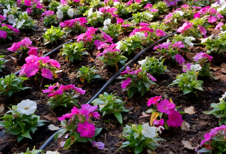 arrosage de goutte a goutte aux fleurs couvre sol