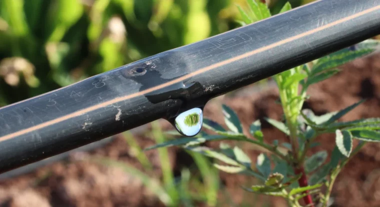 arrosage goutte a goutte tuyaux tomates