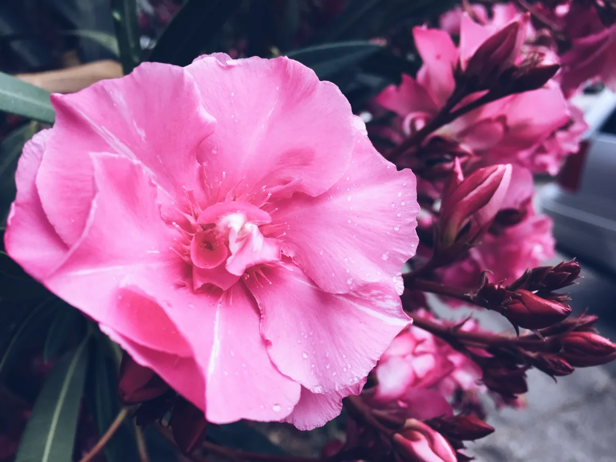 arrosage laurier rose que faire stimuler la floraison du laurier rose en été