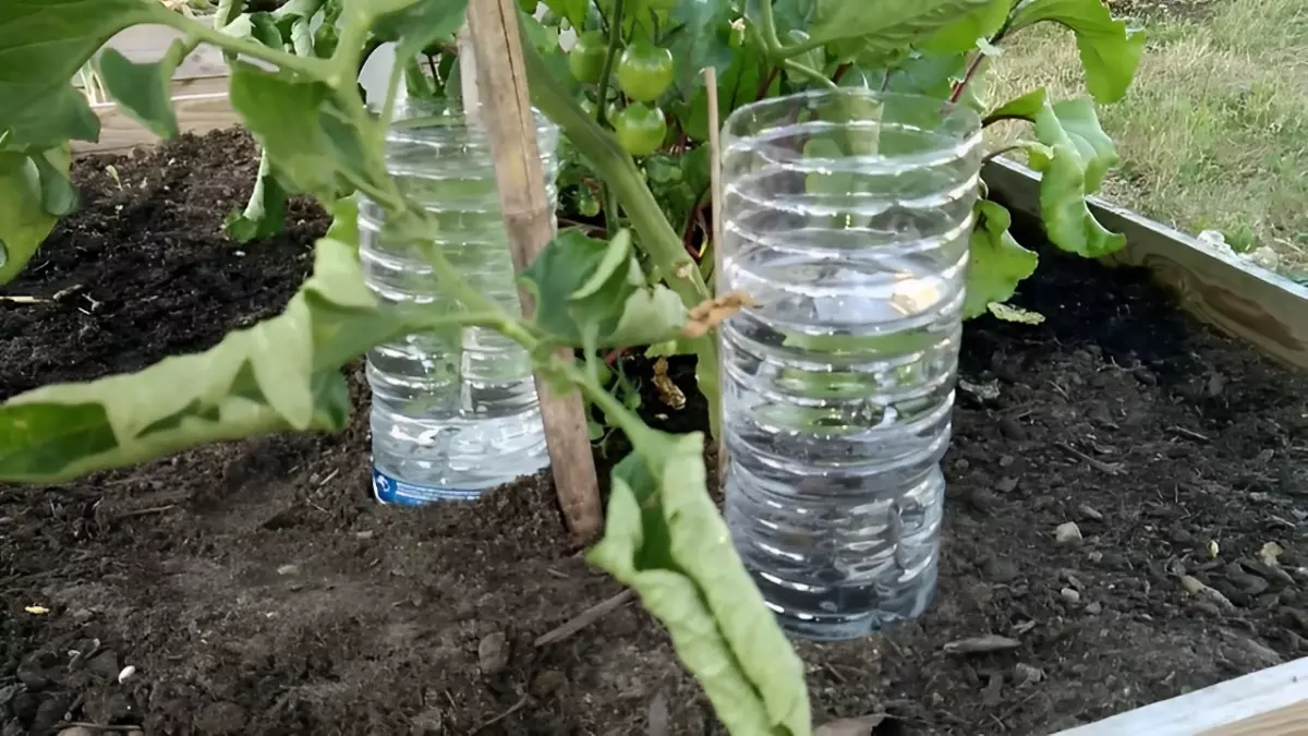 arroser les tomates en votre absence avec deux bouteilles en plastique