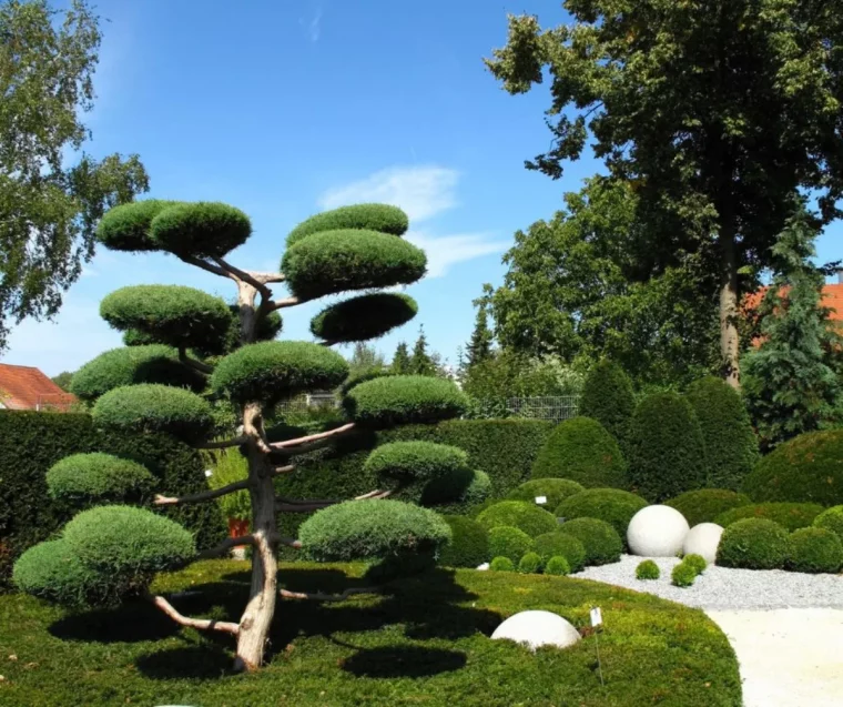 art topiaire quels arbres pour un jardin méditerranéen sec taille des arbustes en formes