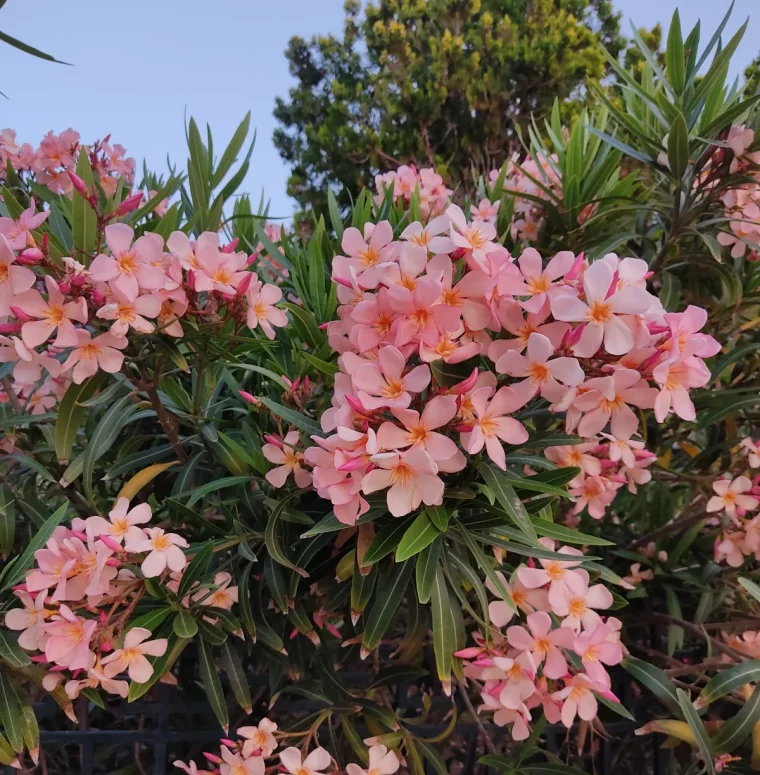 astuces de grand mère pour floraison laurier rose abondante