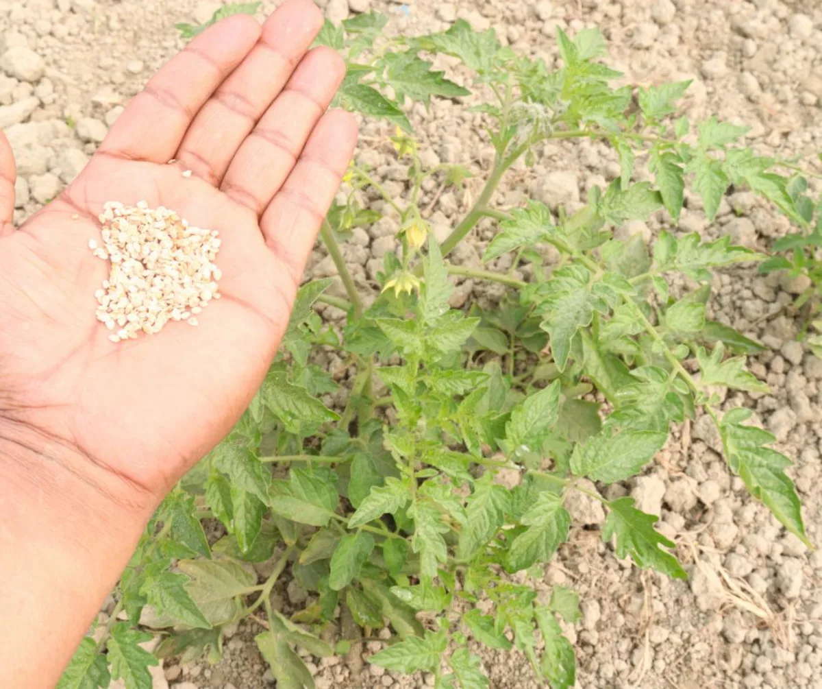 astuces pour recuperer graines de tomates pour les semis annee prochaine