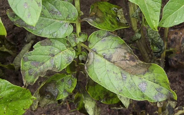 aubergine faut il enlever les gourmand plant malade