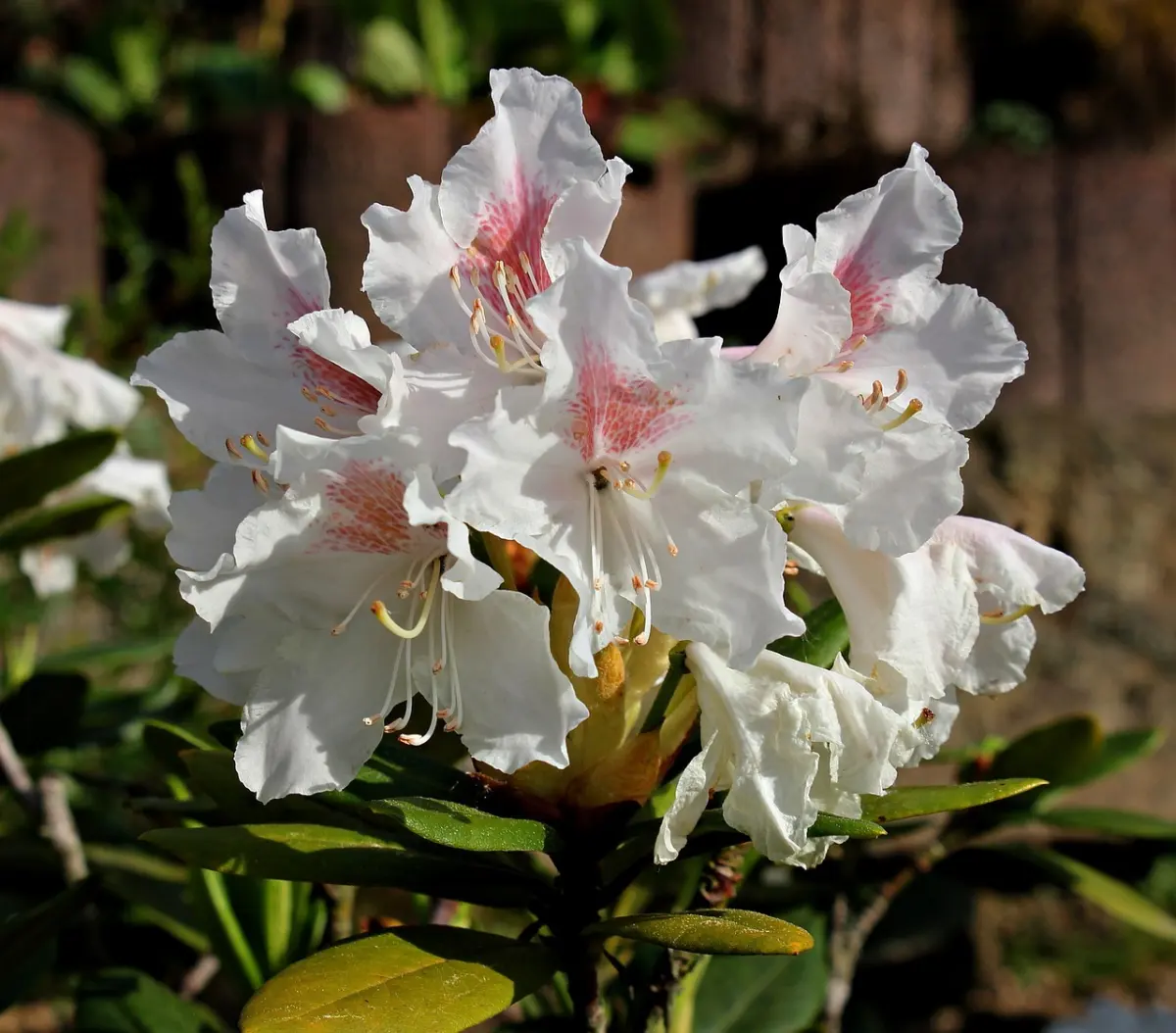 azalee fleurs blanches petales feuillage cloture soleil nature jardin