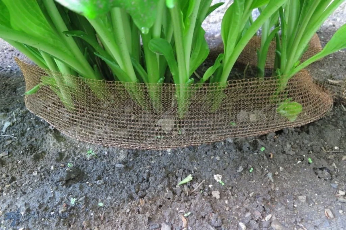 barriere en metal pour proteger le potager des escargots