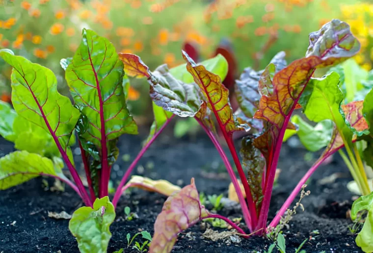 betteraves en terre dans un jardin avec un joli feuillage colore