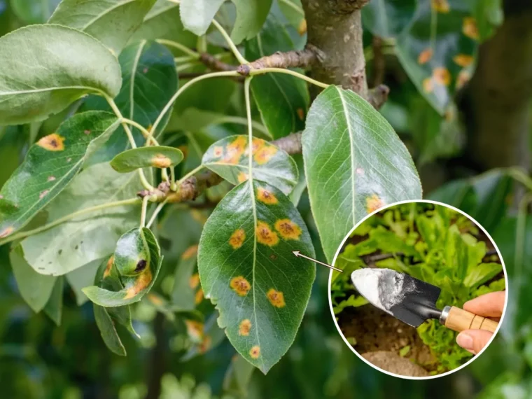 bicarbonate de soude contre la rouille des plantes rosiers feuilles brunes taches