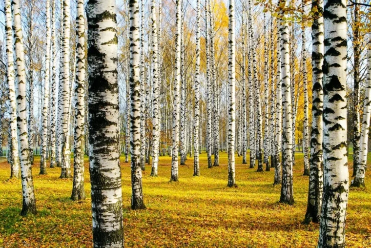 bouleau foret arbre ecorce blanc et noir nature automne feuilles jaunes