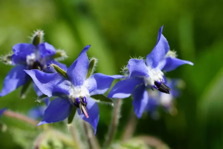 bourrache avec des fleurs bleues comestibles