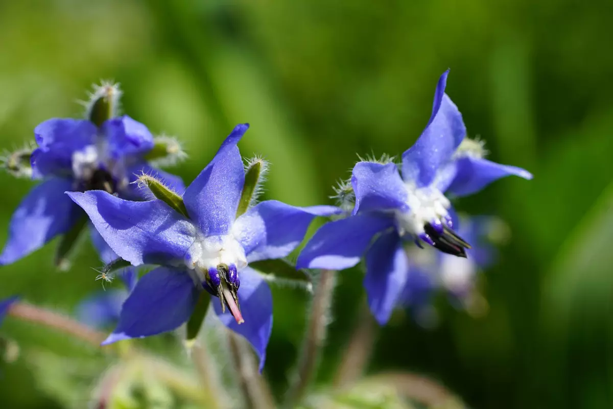 bourrache avec des fleurs bleues comestibles