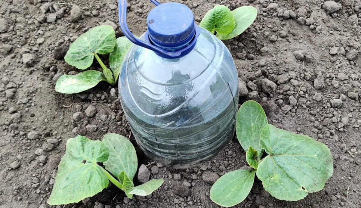 bouteille d eau en plastic dans la terre feuille vertes arrosages