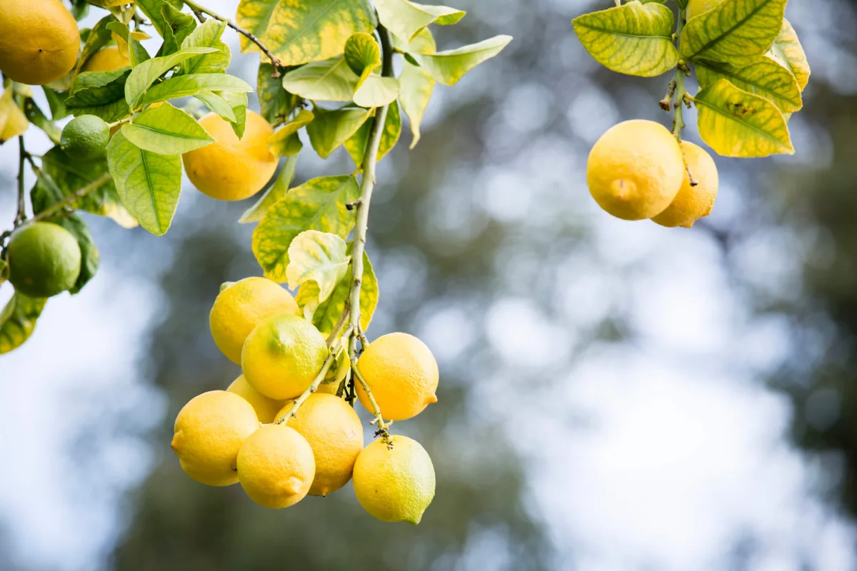 branche de citronnier pourquoi les feuilles du citronnier jaunissent raison