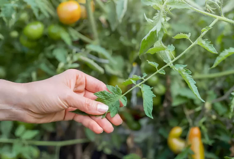 branche de plant de tomates qui ne donnera pas de fruits