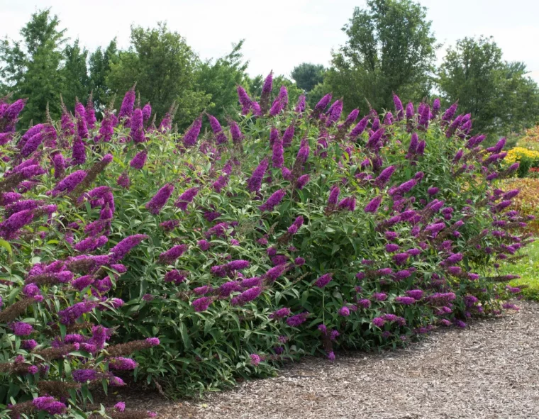 buddleia arbuste pour haie croissance rapide qui crée de l ombre au jardin