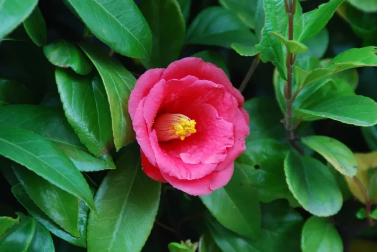 camelia arbuste feuillage vert fonce brillant fleur rouge plante