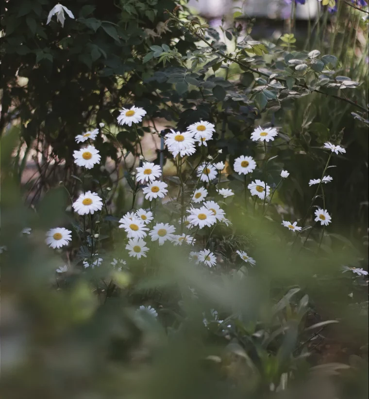 camomille à coté des framboisiers plantes compagnes pour ameliorer le rendement