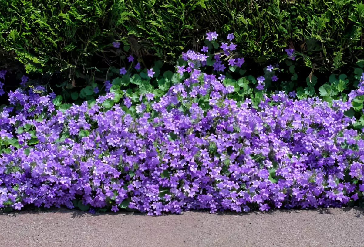 campanule couvre sol talus sans entretien avec une abondance en fleurs violettes