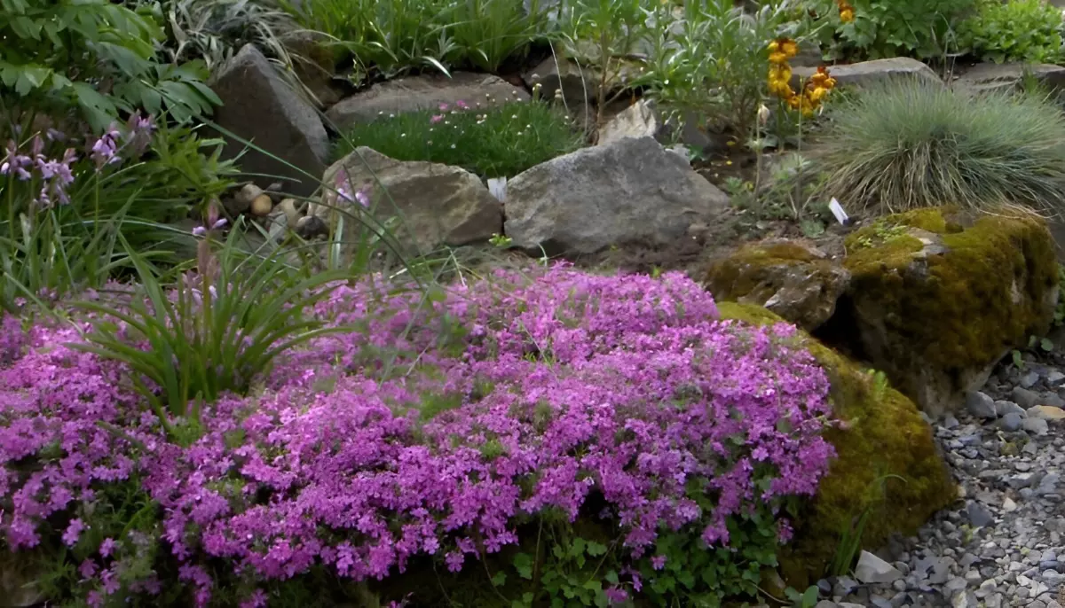 campanule plante couvre sol avec une floraison dense et abondante couleur rose violette