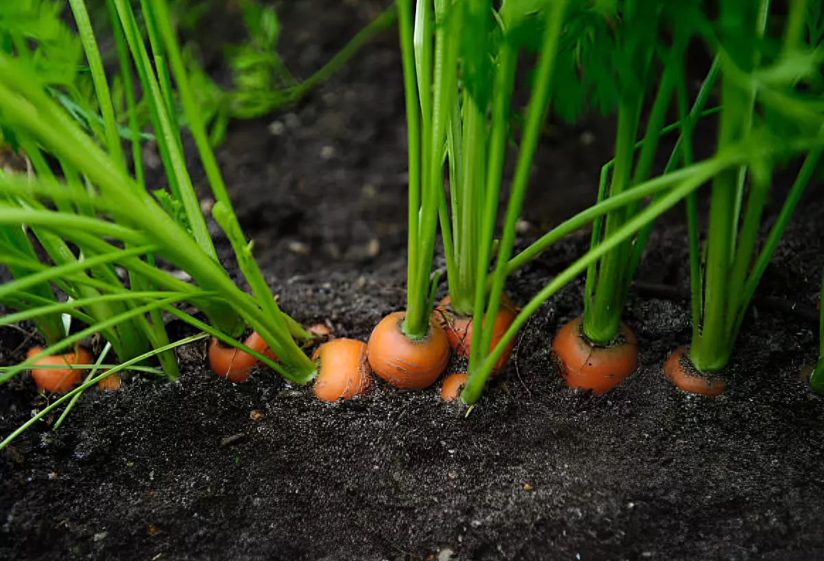 carottes bien visibles au dessus du sol