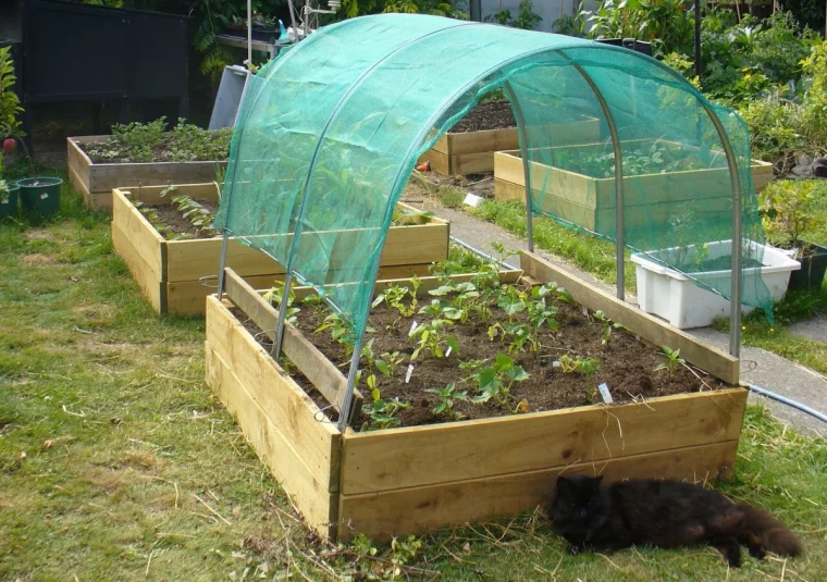 carre potager en bois planches chat gazon plantes cultures potager