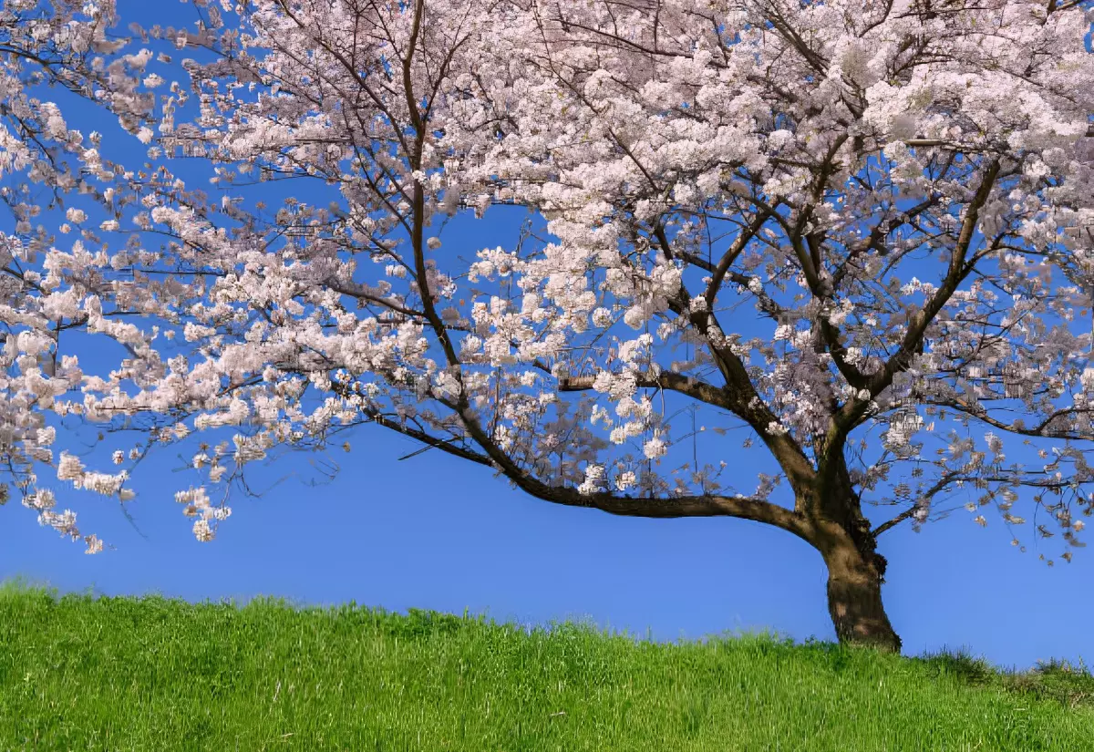 cerisier a fleurs au milieu d une pelouse verte et un ciel bleu