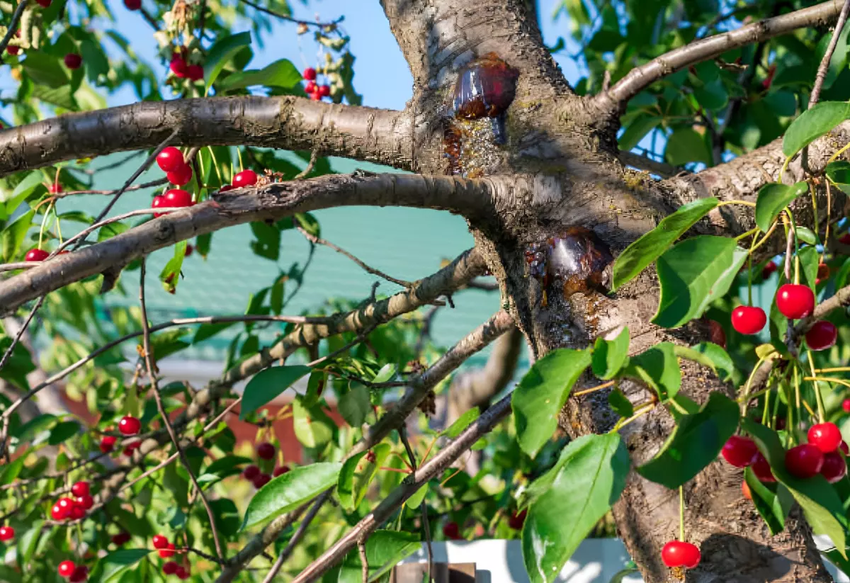 cerisier atteint de gommose avec des fruits sur les branches