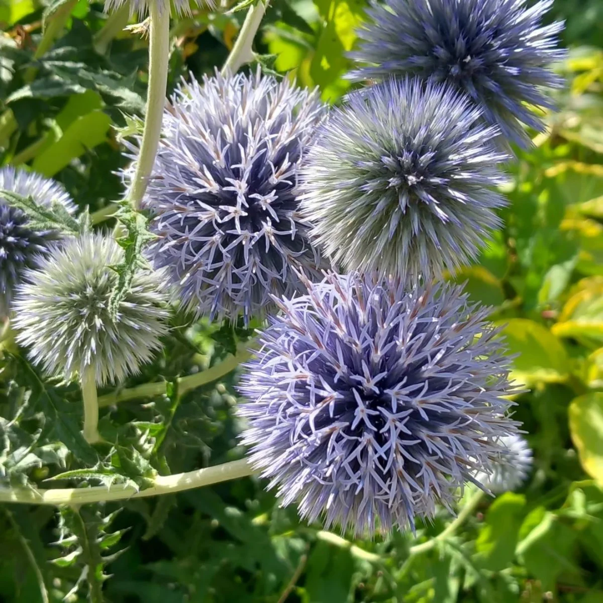 chardon blue fleurs en forme de boules