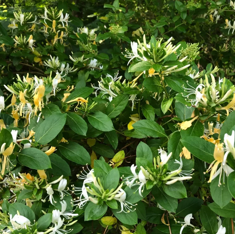 chèvrefeuille idée plante brise vue fleurie vivace et persistant pour cacher un vis à vis