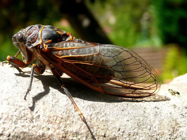 cigale insecte soleil nature tronc arbre ecorce vegetaux photographie