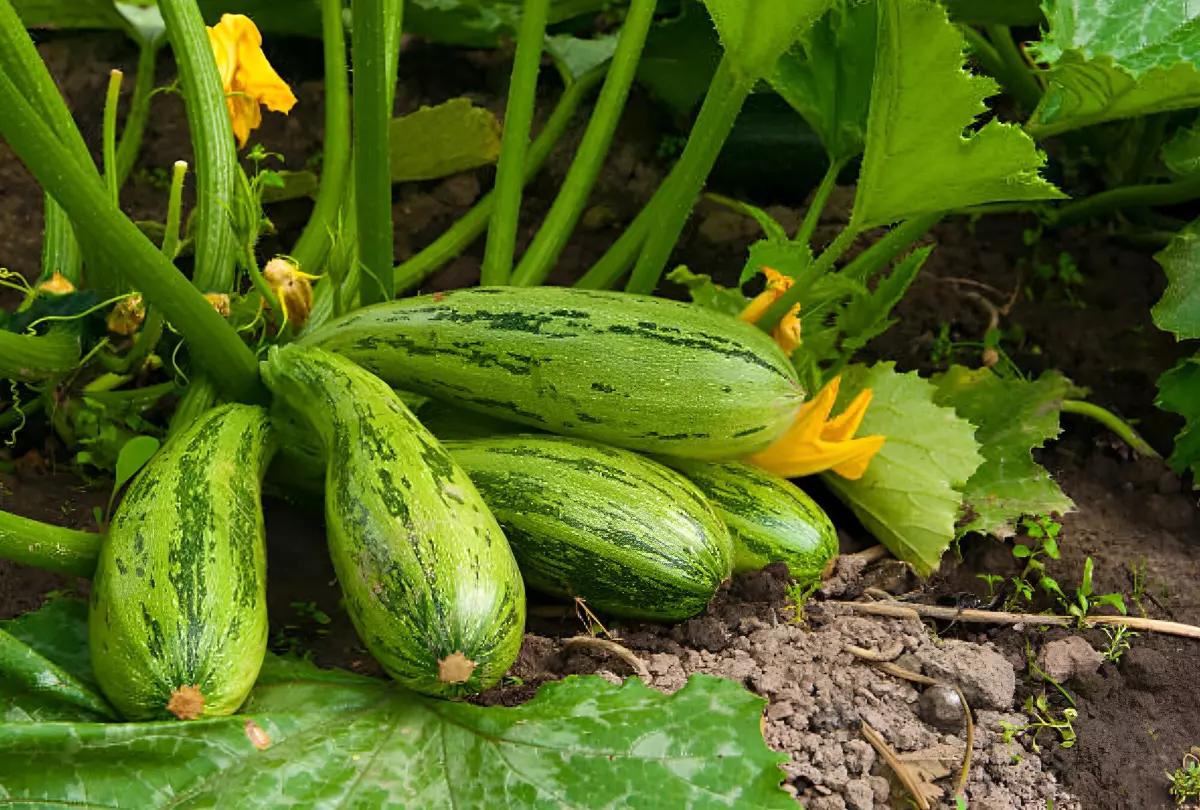 cinq courgettes bien mures sur un plant dans un jardin