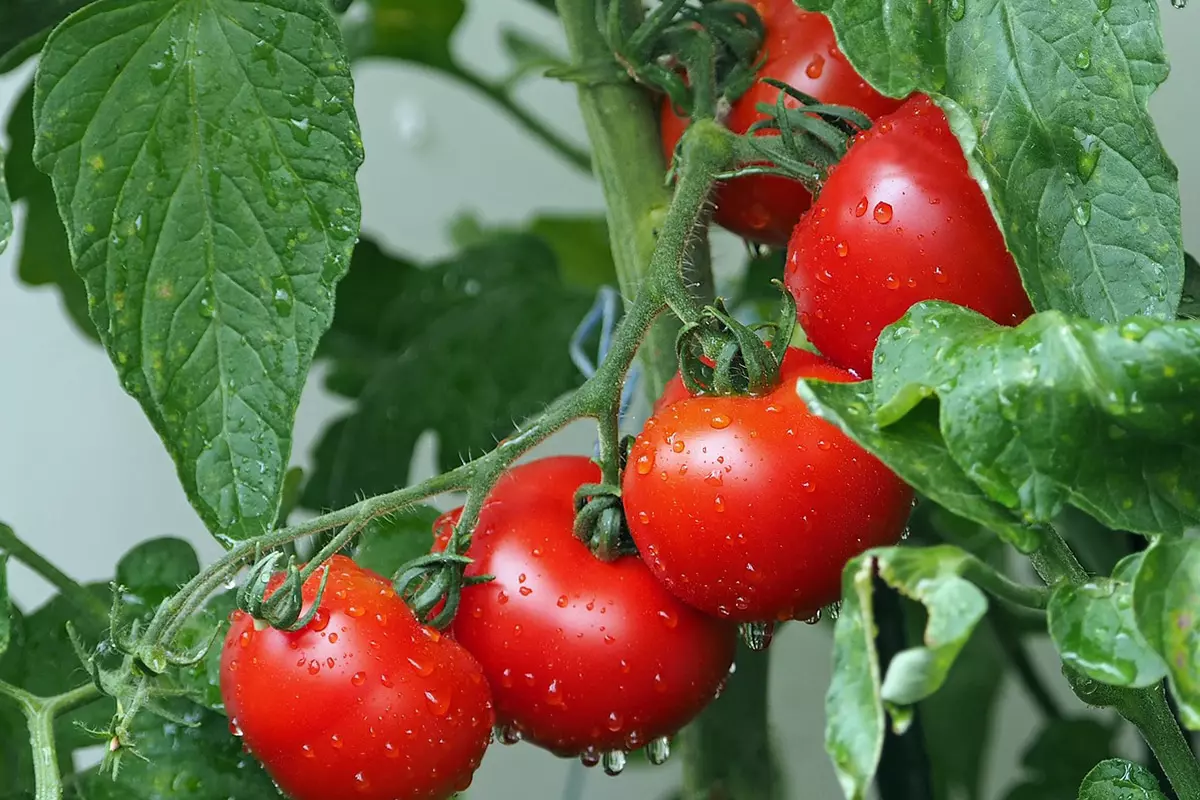 cinq tomates rouges bien mures avec des gouttes d eau