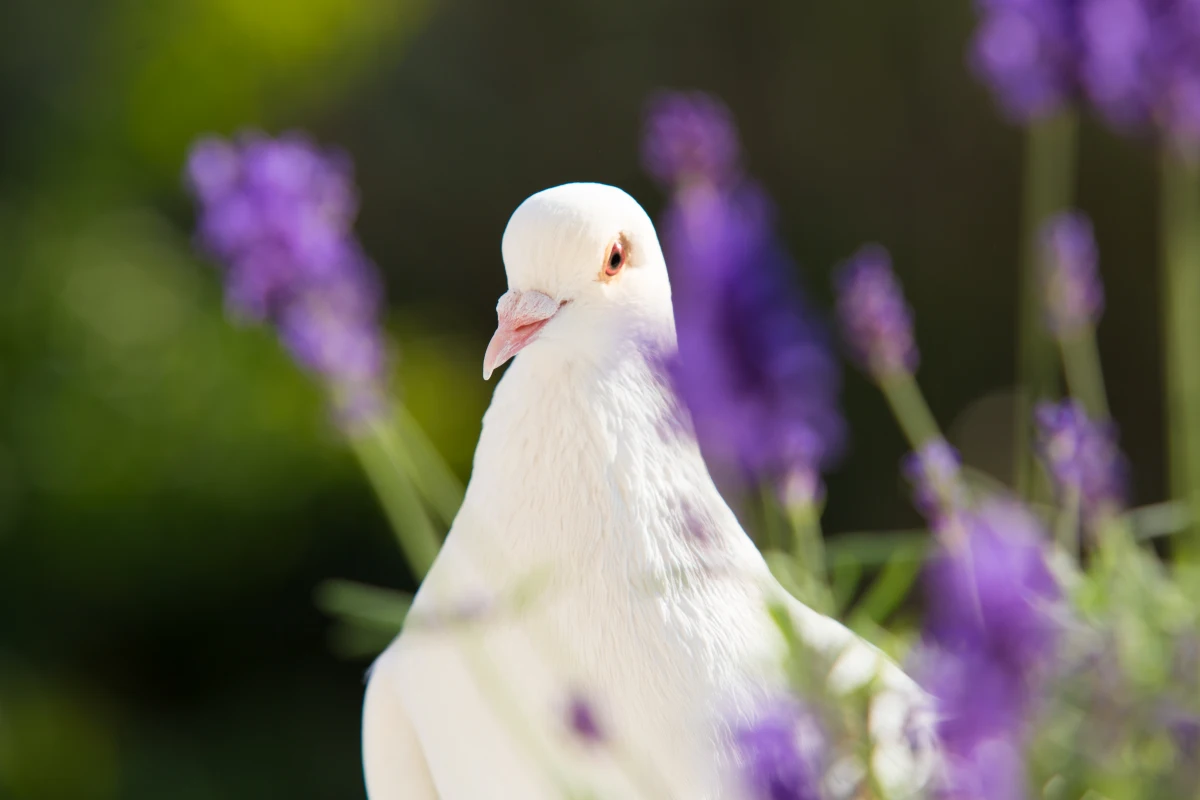 colombe blanche animal totem du jour vendredi