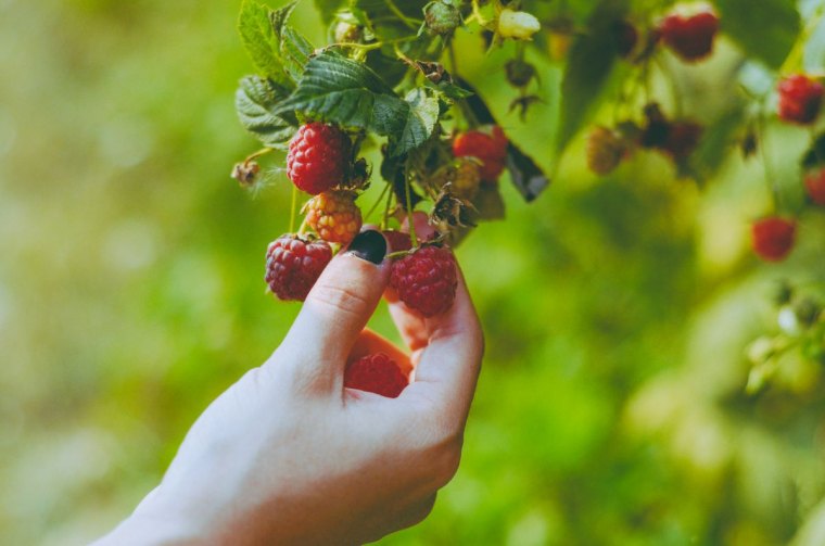 comment améliorer la récolte de framboises dans le jardin potager avec des plantes compagnes