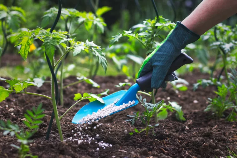 comment apporter du calcium aux tomates