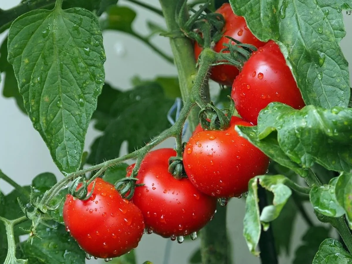 comment apporter du calcium aux tomates astuces simples