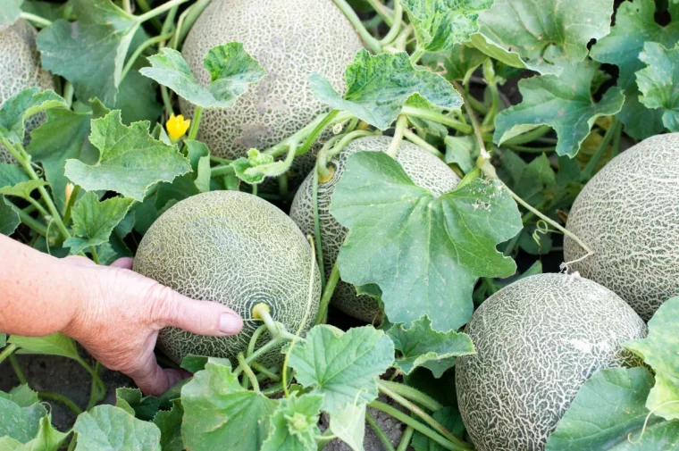 comment avoir de beaux melons sucres astuces