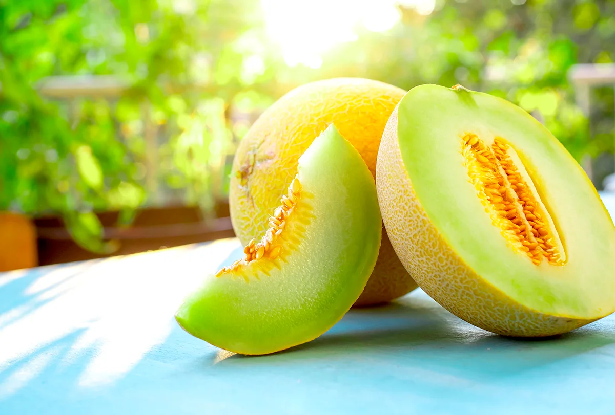 comment avoir de beaux melons sucres secrets des jardiniers