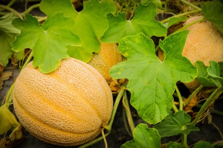 comment avoir de beaux melons sucres soins a apporter